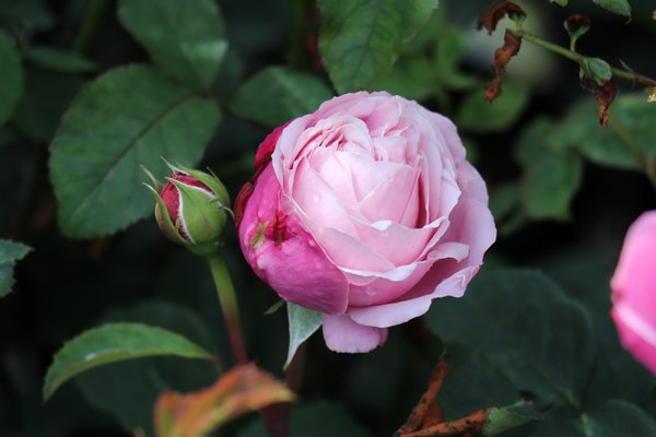 Dieter Rose Seedlings Flower Seeds Perennial Growing Bonsai Corms Tubers Potted Planting Reblooming Fragrant Garden Roots Rhizomes Species Blooms Plant Bulbs Gardening Tree