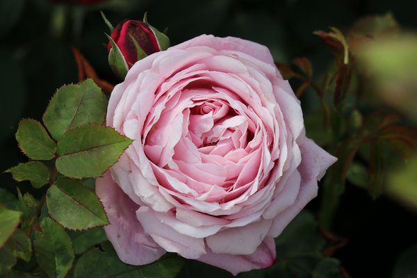 Dieter Rose Seedlings Flower Seeds Perennial Growing Bonsai Corms Tubers Potted Planting Reblooming Fragrant Garden Roots Rhizomes Species Blooms Plant Bulbs Gardening Tree