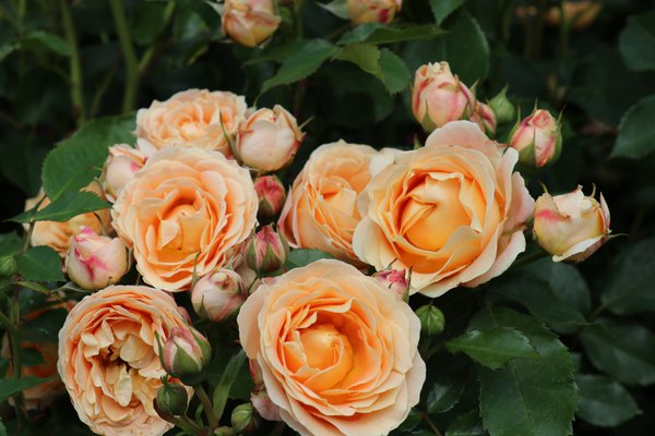 Dolce Rose Seedlings Flower Seeds Perennial Growing Bonsai Corms Tubers Potted Planting Reblooming Fragrant Garden Roots Rhizomes Species Blooms Plant Bulbs Gardening Tree