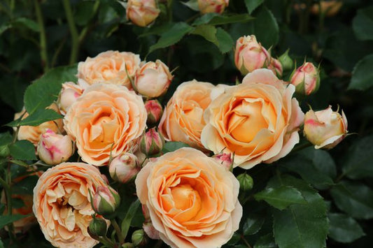 Dolce Rose Seedlings Flower Seeds Perennial Growing Bonsai Corms Tubers Potted Planting Reblooming Fragrant Garden Roots Rhizomes Species Blooms Plant Bulbs Gardening Tree