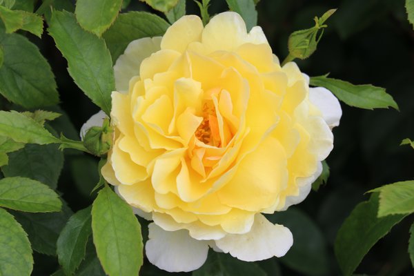 Soleil Rose Plant Seedlings Flower Seeds Perennial Growing Bonsai Corms Tubers Potted Planting Reblooming Fragrant Garden Roots Rhizomes Species Blooms Bulbs Gardening Tree