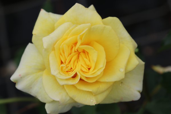 Souvenir Rose Seedlings Flower Seeds Perennial Growing Bonsai Corms Tubers Potted Planting Reblooming Fragrant Garden Roots Rhizomes Species Blooms Plant Bulbs Gardening Tree