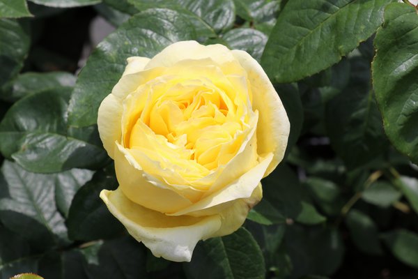 Souvenir Rose Seedlings Flower Seeds Perennial Growing Bonsai Corms Tubers Potted Planting Reblooming Fragrant Garden Roots Rhizomes Species Blooms Plant Bulbs Gardening Tree