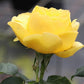 Souvenir Rose Seedlings Flower Seeds Perennial Growing Bonsai Corms Tubers Potted Planting Reblooming Fragrant Garden Roots Rhizomes Species Blooms Plant Bulbs Gardening Tree