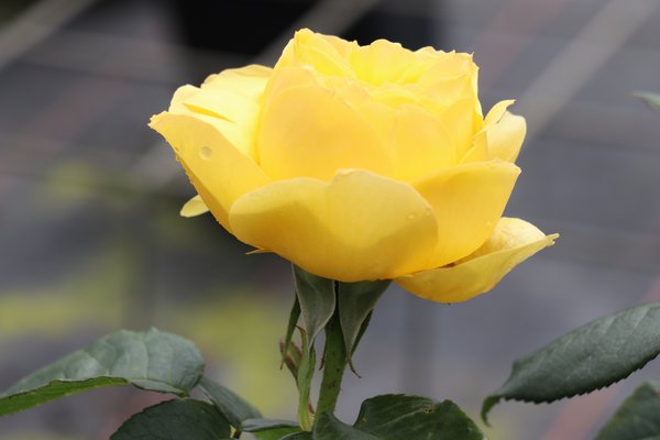 Souvenir Rose Seedlings Flower Seeds Perennial Growing Bonsai Corms Tubers Potted Planting Reblooming Fragrant Garden Roots Rhizomes Species Blooms Plant Bulbs Gardening Tree