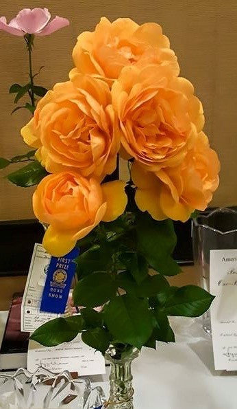 Deep Yellow Rose Seedlings Flower Seeds Perennial Growing Bonsai Corms Tubers Potted Planting Reblooming Fragrant Garden Roots Rhizomes Species Blooms Plant Bulbs Gardening Tree