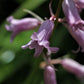 Spanish Bluebell Dainty Maid Pink Bulbs Blooms Species Growing Bonsai Roots Rhizomes Corms Tubers Potted Planting Reblooming Fragrant Garden Flower Seeds Plant Gardening Grape Hyacinth