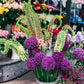 Allium & Eremurus - Spheres & Spires Blend
