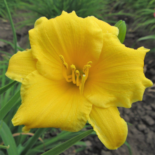Daylily - Stella De Oro
