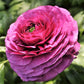 Success Renoir Ranunculus  Corms Bulbs Growing Bonsai Roots Rhizomes Tubers Potted Planting Reblooming Fragrant Garden Species Blooms Flower Seeds Plant Gardening