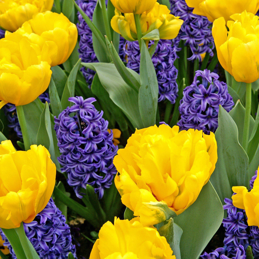 Sunny Day Blend Hyacinth Blend Bulbs Blooms Species Growing Bonsai Roots Rhizomes Corms Tubers Potted Planting Reblooming Fragrant Garden Flower Seeds Plant Gardening