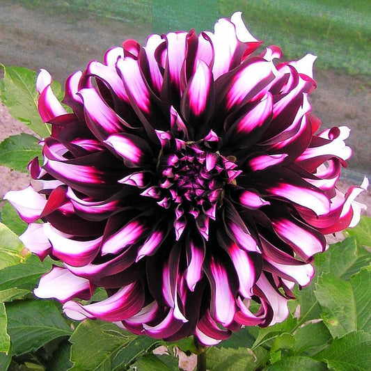 Dahlia - Tartan