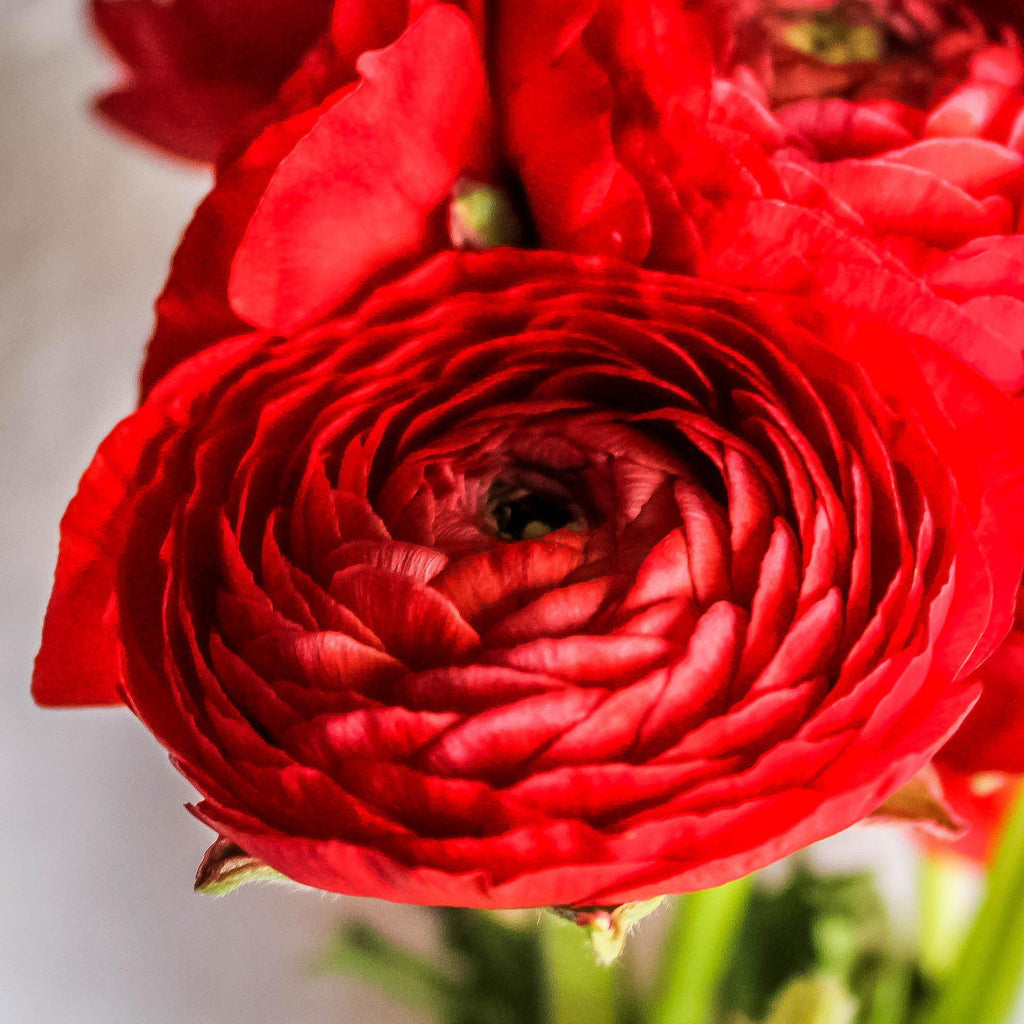 Red Ranunculus Corms Bulbs Persian Buttercup Growing Bonsai Roots Rhizomes Tubers Potted Planting Reblooming Fragrant Garden Species Blooms Flower Seeds Plant Gardening