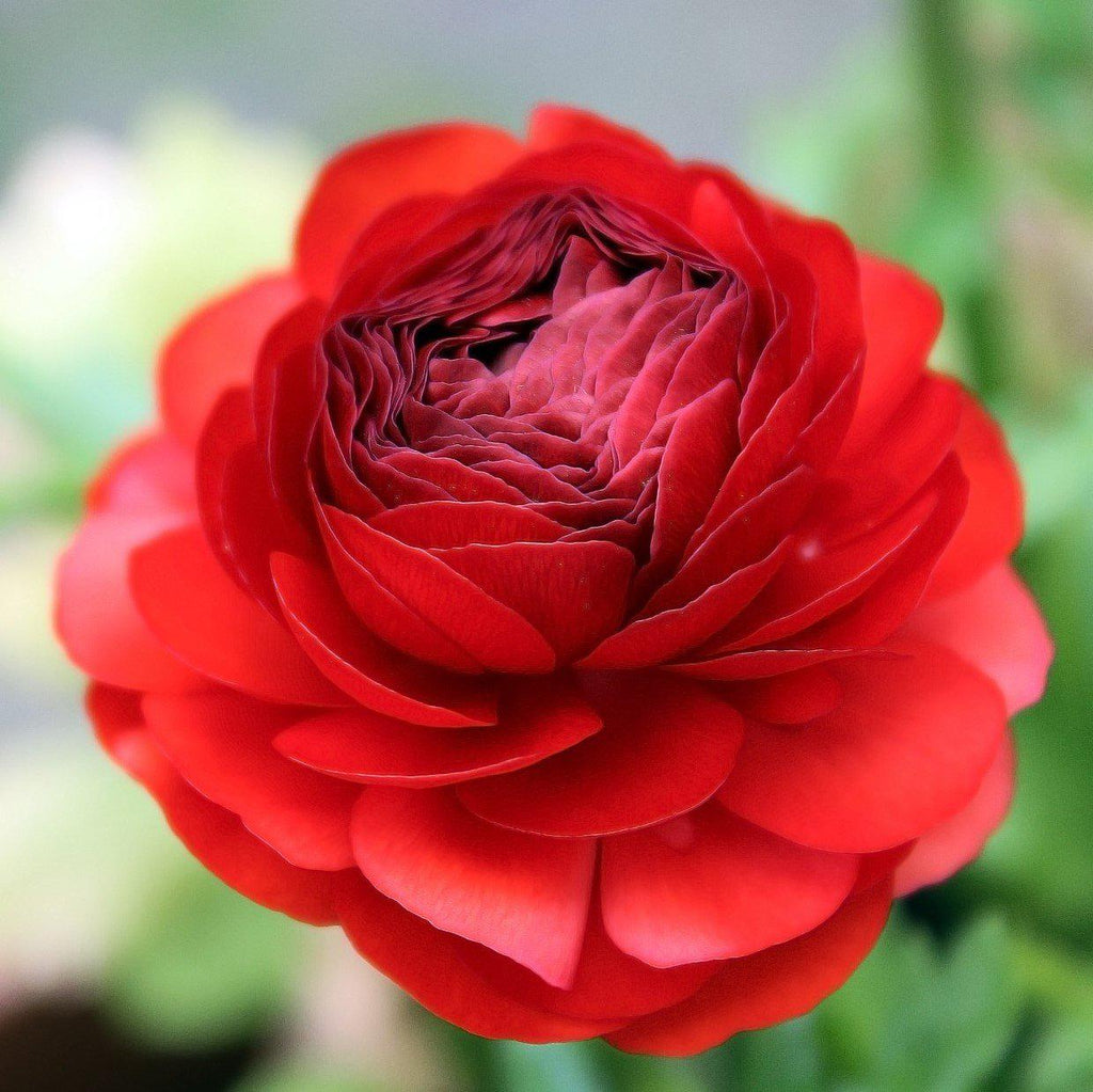 Red Ranunculus Corms Bulbs Persian Buttercup Growing Bonsai Roots Rhizomes Tubers Potted Planting Reblooming Fragrant Garden Species Blooms Flower Seeds Plant Gardening