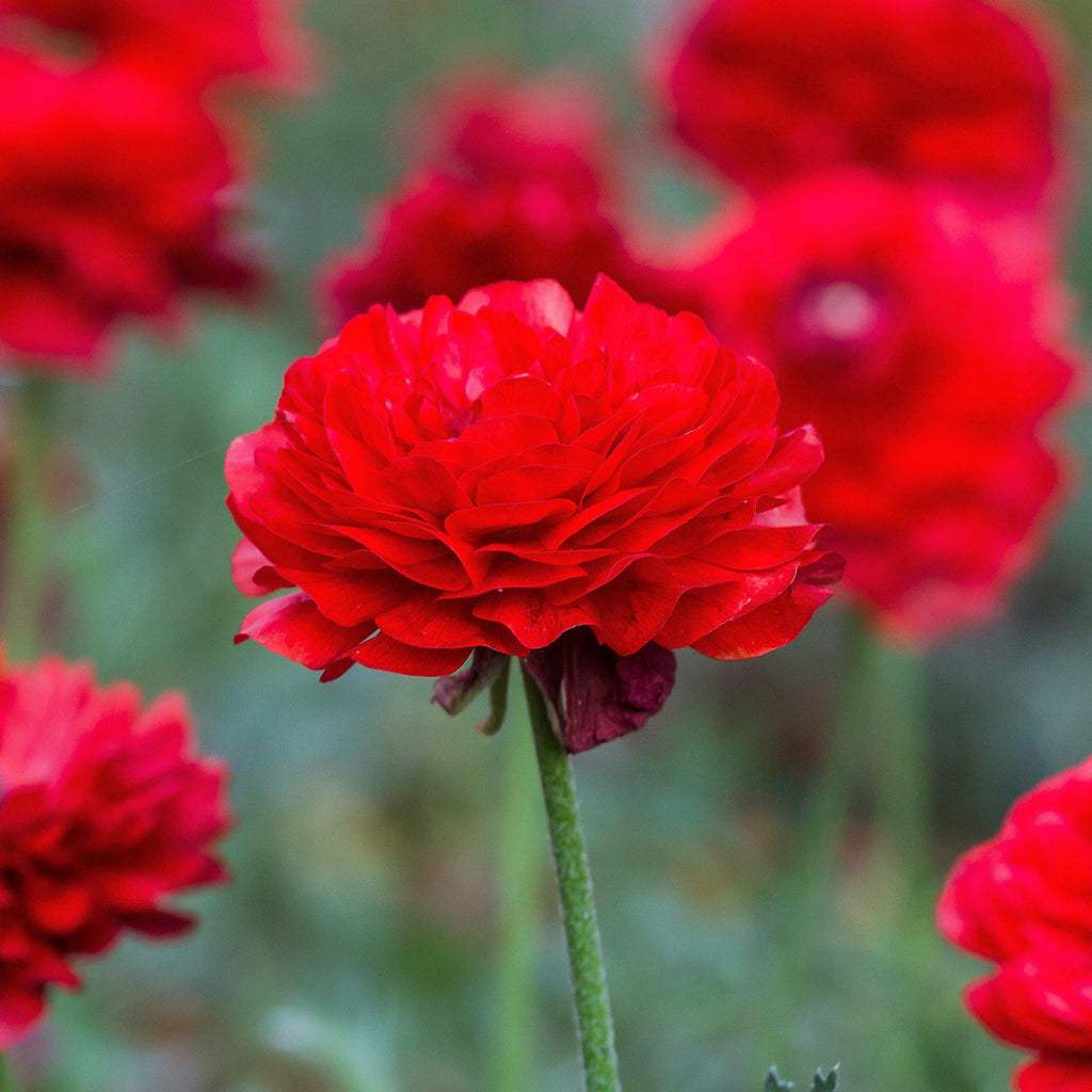 Red Ranunculus Corms Bulbs Persian Buttercup Growing Bonsai Roots Rhizomes Tubers Potted Planting Reblooming Fragrant Garden Species Blooms Flower Seeds Plant Gardening