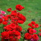 Red Ranunculus Corms Bulbs Persian Buttercup Growing Bonsai Roots Rhizomes Tubers Potted Planting Reblooming Fragrant Garden Species Blooms Flower Seeds Plant Gardening