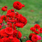 Romance Collection Ranunculus Corms Bulbs Persian Buttercup Growing Bonsai Roots Rhizomes Tubers Potted Planting Reblooming Fragrant Garden Species Blooms Flower Seeds Plant Gardening