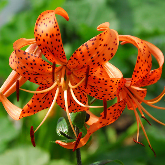 Lilium - Wild About Tiger Lily Mix