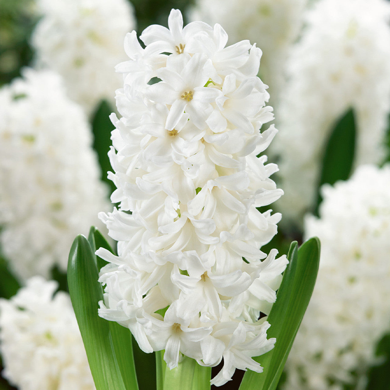 Top Size Hyacinth Collection Bulbs Blooms Species Growing Bonsai Roots Rhizomes Corms Tubers Potted Planting Reblooming Fragrant Garden Flower Seeds Plant Gardening