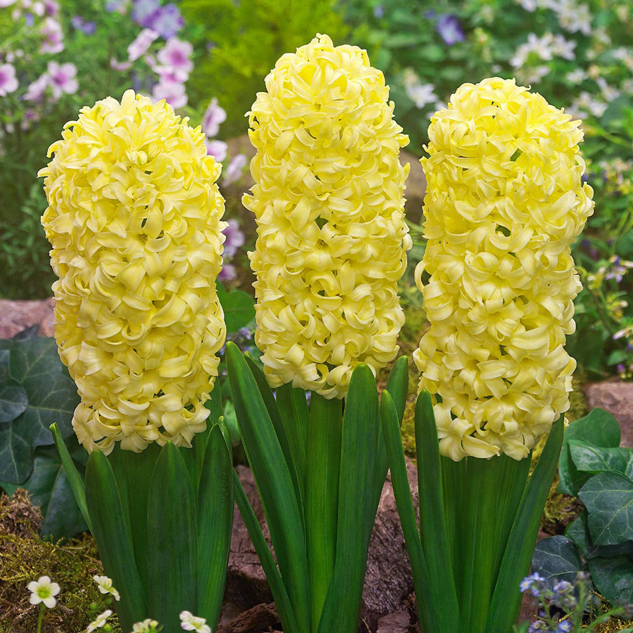 Top Size Hyacinth Collection Bulbs Blooms Species Growing Bonsai Roots Rhizomes Corms Tubers Potted Planting Reblooming Fragrant Garden Flower Seeds Plant Gardening