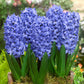 Top Size Hyacinth Collection Bulbs Blooms Species Growing Bonsai Roots Rhizomes Corms Tubers Potted Planting Reblooming Fragrant Garden Flower Seeds Plant Gardening