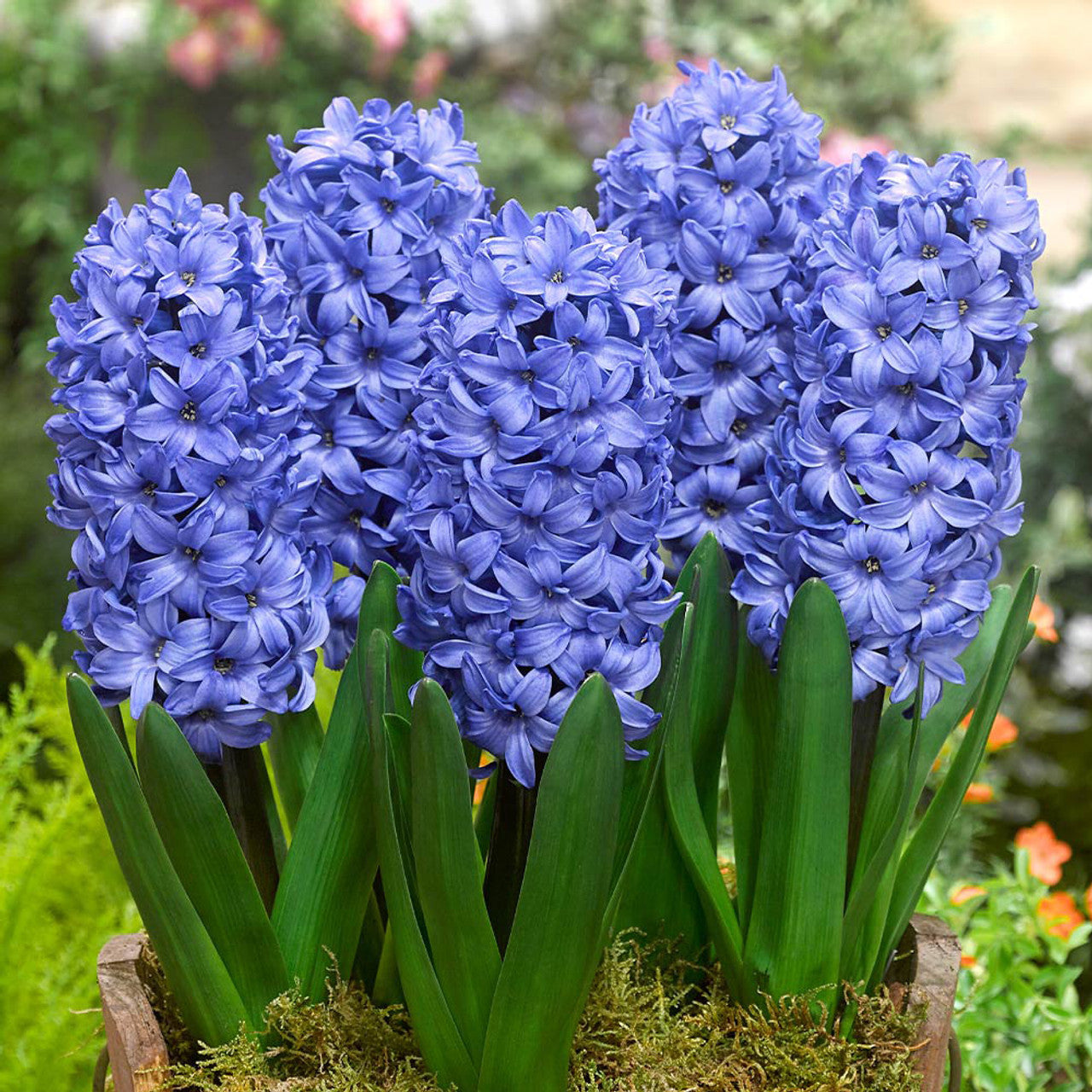 Top Size Hyacinth Collection Bulbs Blooms Species Growing Bonsai Roots Rhizomes Corms Tubers Potted Planting Reblooming Fragrant Garden Flower Seeds Plant Gardening