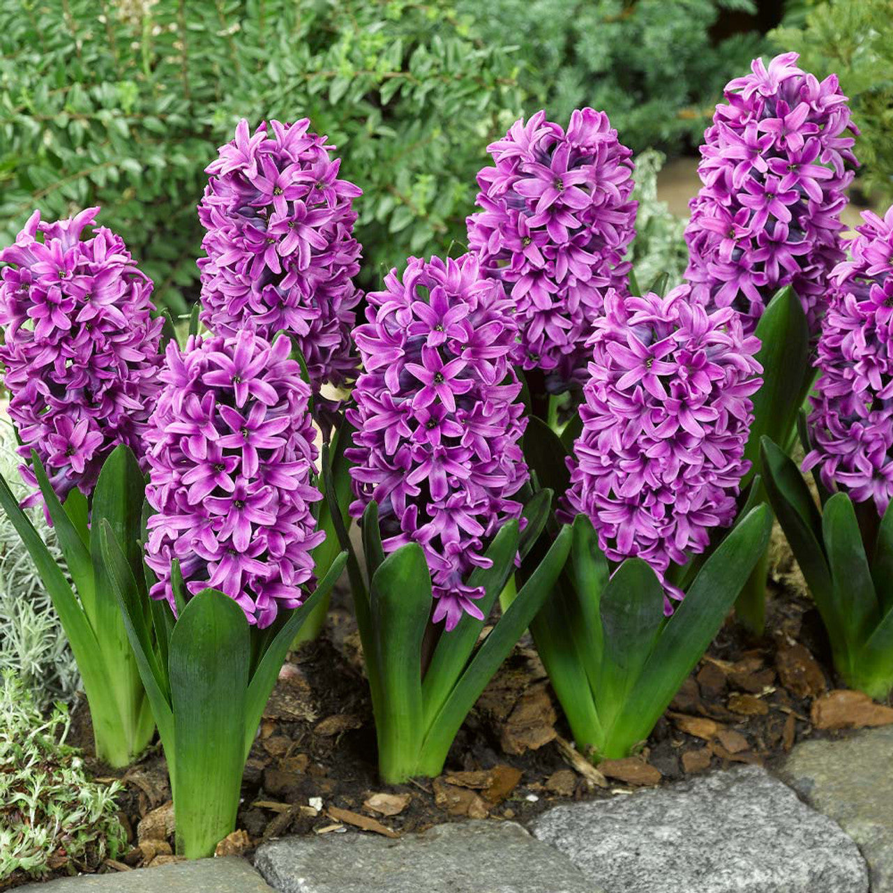 Top Size Hyacinth Collection Bulbs Blooms Species Growing Bonsai Roots Rhizomes Corms Tubers Potted Planting Reblooming Fragrant Garden Flower Seeds Plant Gardening