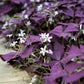 Seedsplant A004 Oxalis Triangularis Purple Shamrock Bulbs Wood Sorrel Shamrock Perennial Growing Bonsai Roots Rhizomes Corms Tubers Potted Planting Reblooming Fragrant Garden Species Blooms Flower Seeds Plant Gardening