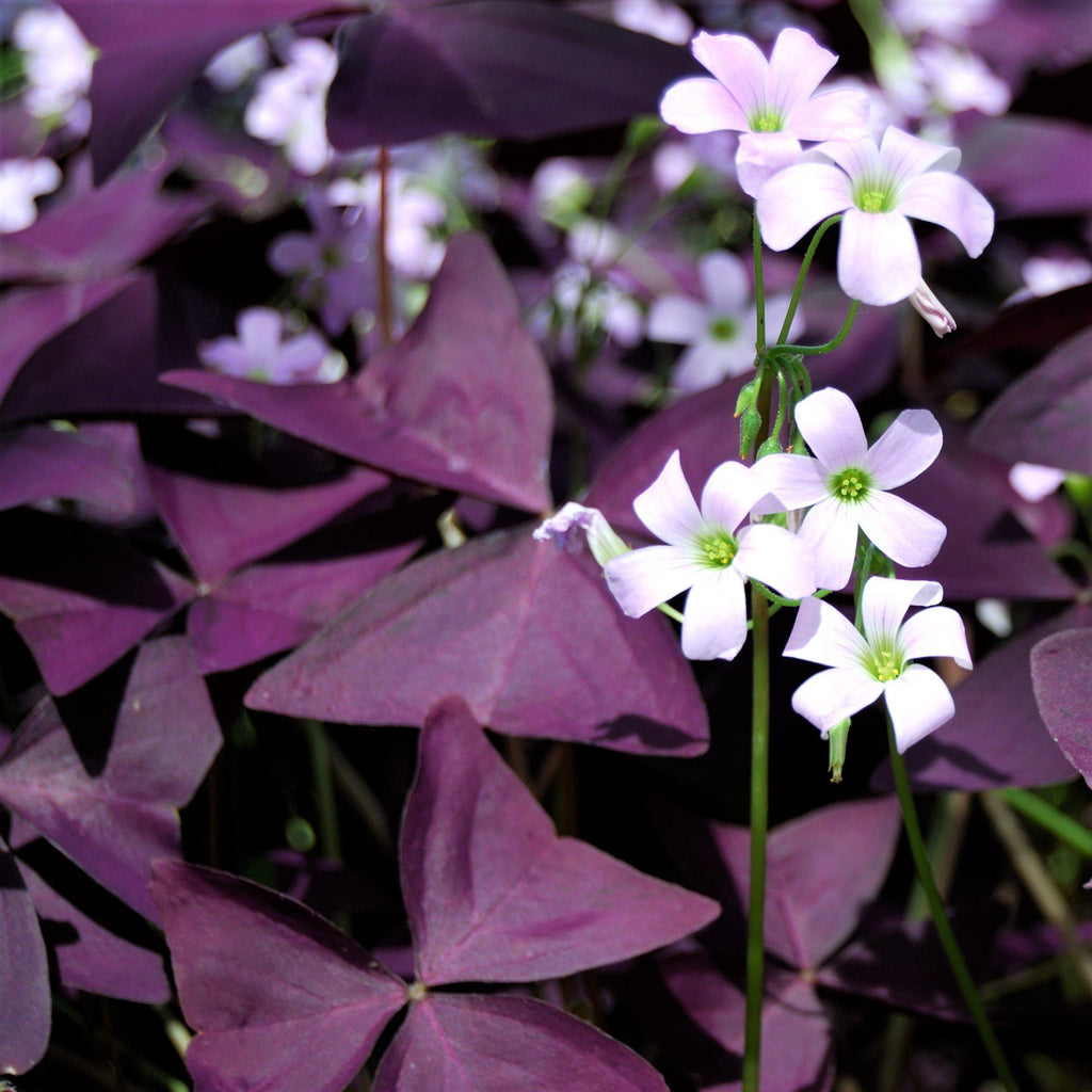 Seedsplant A004 Oxalis Triangularis Purple Shamrock Bulbs Wood Sorrel Shamrock Perennial Growing Bonsai Roots Rhizomes Corms Tubers Potted Planting Reblooming Fragrant Garden Species Blooms Flower Seeds Plant Gardening