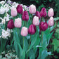 Triumph Tulip Collection Bulbs Blooms Species Growing Bonsai Roots Rhizomes Corms Tubers Potted Planting Reblooming Fragrant Garden Flower Seeds Plant