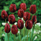 Triumph Tulip Collection Bulbs Blooms Species Growing Bonsai Roots Rhizomes Corms Tubers Potted Planting Reblooming Fragrant Garden Flower Seeds Plant