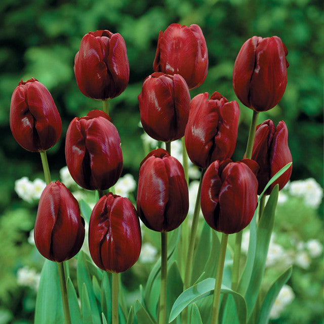 Triumph Tulip Collection Bulbs Blooms Species Growing Bonsai Roots Rhizomes Corms Tubers Potted Planting Reblooming Fragrant Garden Flower Seeds Plant