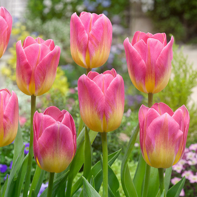 Triumph Tulip Collection Bulbs Blooms Species Growing Bonsai Roots Rhizomes Corms Tubers Potted Planting Reblooming Fragrant Garden Flower Seeds Plant
