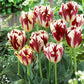 Triumph Tulip Collection Bulbs Blooms Species Growing Bonsai Roots Rhizomes Corms Tubers Potted Planting Reblooming Fragrant Garden Flower Seeds Plant