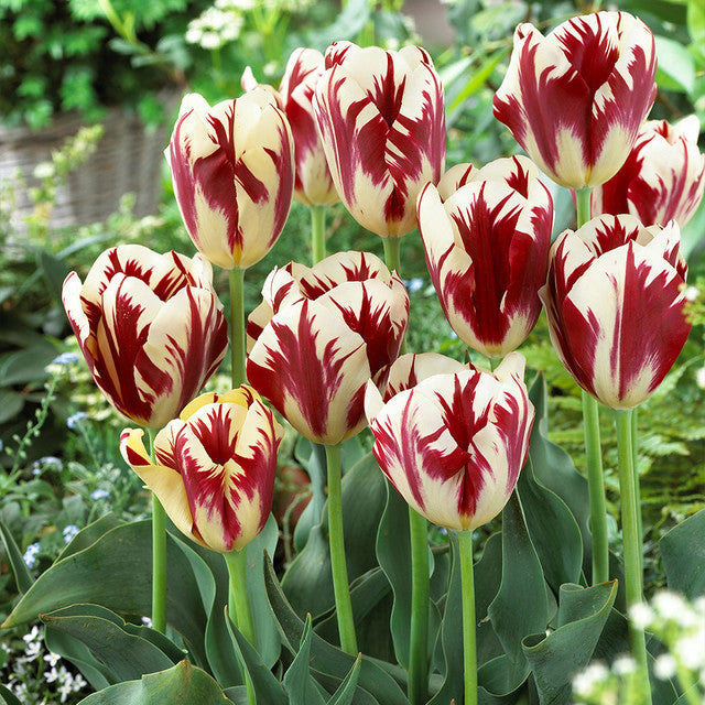 Triumph Tulip Collection Bulbs Blooms Species Growing Bonsai Roots Rhizomes Corms Tubers Potted Planting Reblooming Fragrant Garden Flower Seeds Plant