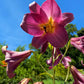 Lilium - Trumpet Lily Pink Perfection
