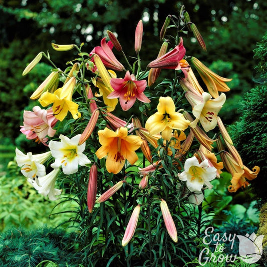 Lilium - Trumpet Lily Big Band Collection