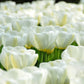 Tulip Bulbs Angel's Wish Blooms Species Growing Bonsai Roots Rhizomes Corms Tubers Potted Planting Reblooming Fragrant Garden Flower Seeds Plant