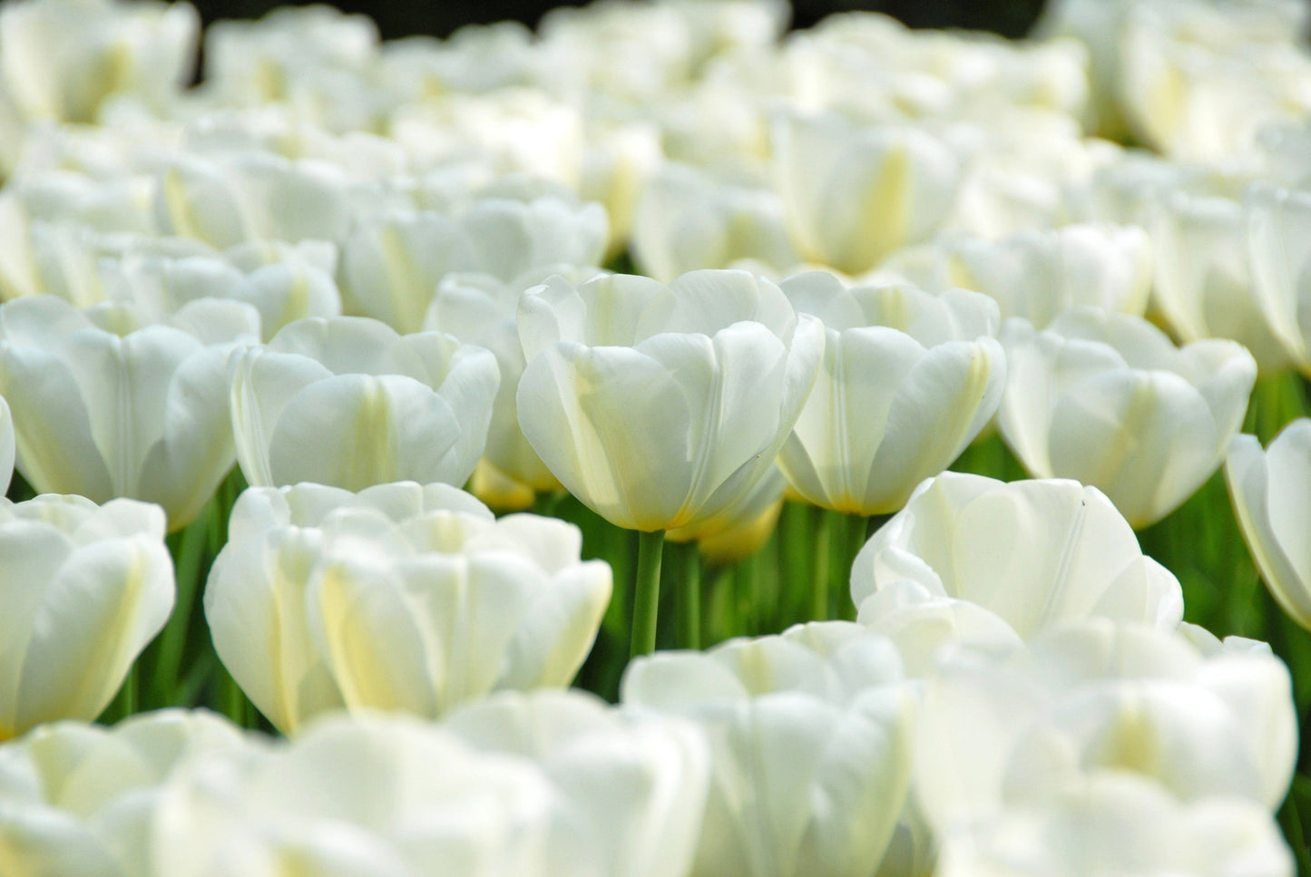 Tulip Bulbs Angel's Wish Blooms Species Growing Bonsai Roots Rhizomes Corms Tubers Potted Planting Reblooming Fragrant Garden Flower Seeds Plant