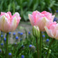 Tulip Bulbs Angelique Blooms Species Growing Bonsai Roots Rhizomes Corms Tubers Potted Planting Reblooming Fragrant Garden Flower Seeds Plant