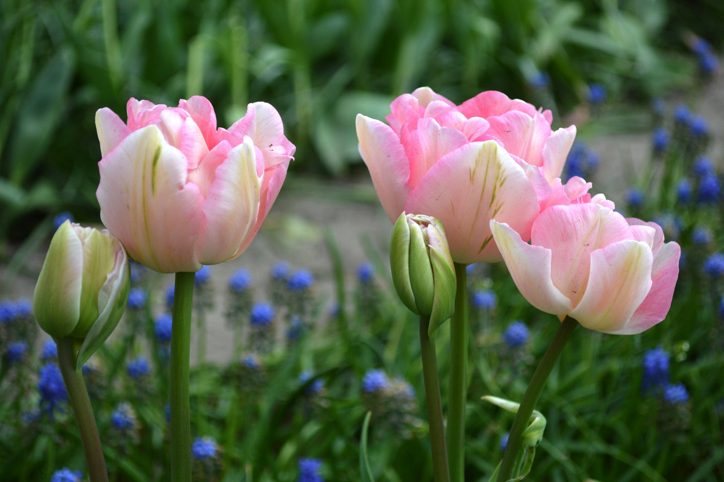 Tulip Bulbs Angelique Blooms Species Growing Bonsai Roots Rhizomes Corms Tubers Potted Planting Reblooming Fragrant Garden Flower Seeds Plant