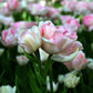 Tulip Bulbs Angelique Blooms Species Growing Bonsai Roots Rhizomes Corms Tubers Potted Planting Reblooming Fragrant Garden Flower Seeds Plant