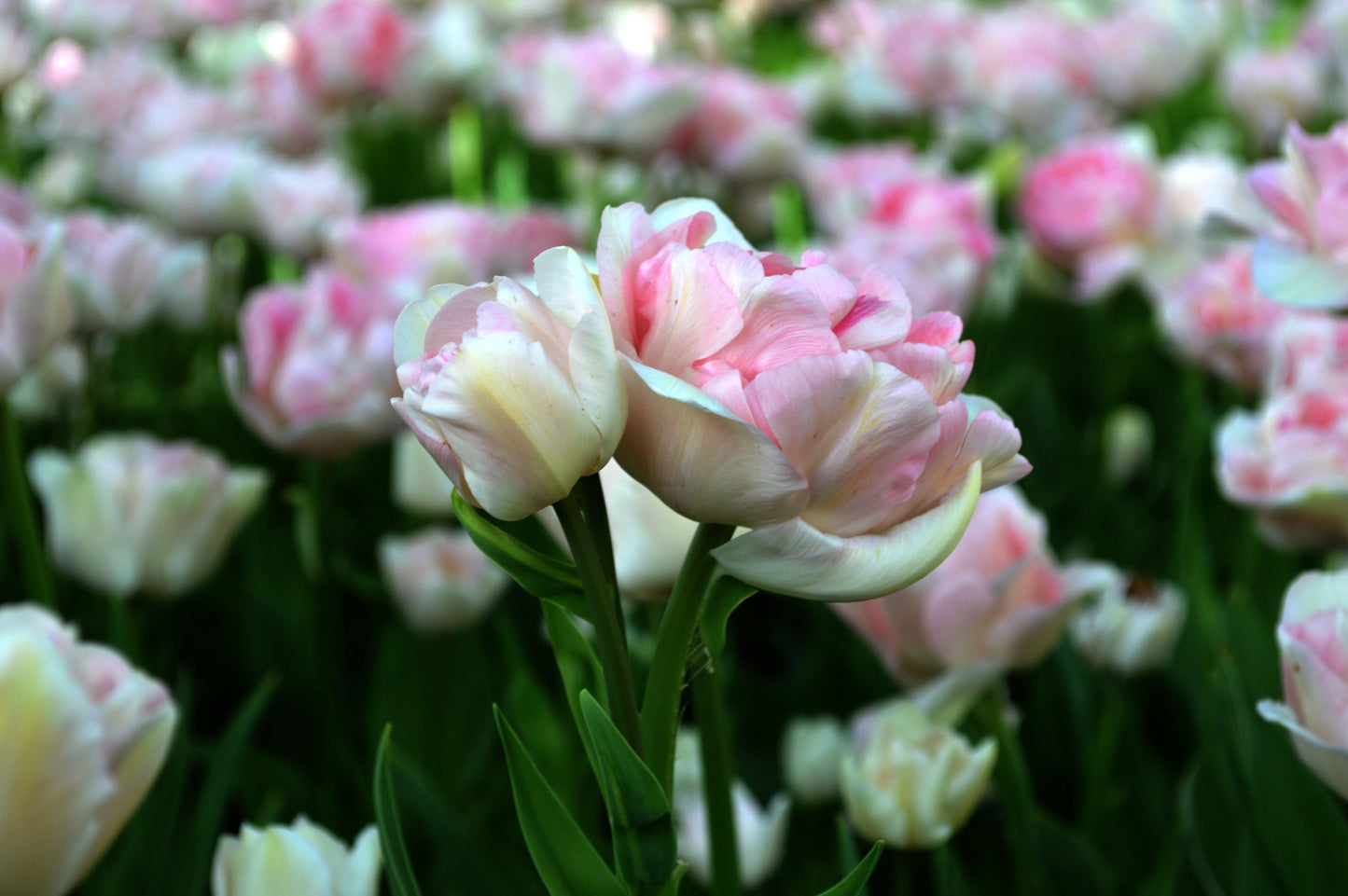 Tulip Bulbs Angelique Blooms Species Growing Bonsai Roots Rhizomes Corms Tubers Potted Planting Reblooming Fragrant Garden Flower Seeds Plant