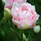 Tulip Bulbs Angelique Blooms Species Growing Bonsai Roots Rhizomes Corms Tubers Potted Planting Reblooming Fragrant Garden Flower Seeds Plant