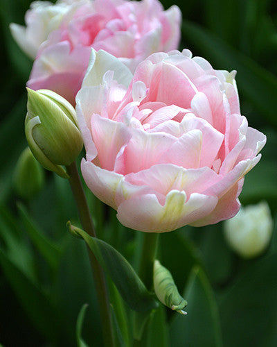 Tulip Bulbs Angelique Blooms Species Growing Bonsai Roots Rhizomes Corms Tubers Potted Planting Reblooming Fragrant Garden Flower Seeds Plant