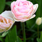Tulip Bulbs Angelique Blooms Species Growing Bonsai Roots Rhizomes Corms Tubers Potted Planting Reblooming Fragrant Garden Flower Seeds Plant
