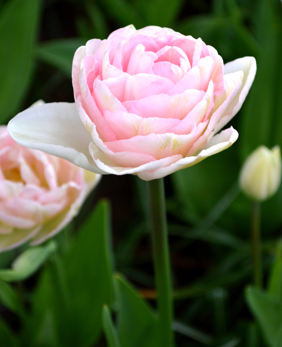 Tulip Bulbs Angelique Blooms Species Growing Bonsai Roots Rhizomes Corms Tubers Potted Planting Reblooming Fragrant Garden Flower Seeds Plant