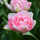 Tulip Bulbs Angelique Blooms Species Growing Bonsai Roots Rhizomes Corms Tubers Potted Planting Reblooming Fragrant Garden Flower Seeds Plant
