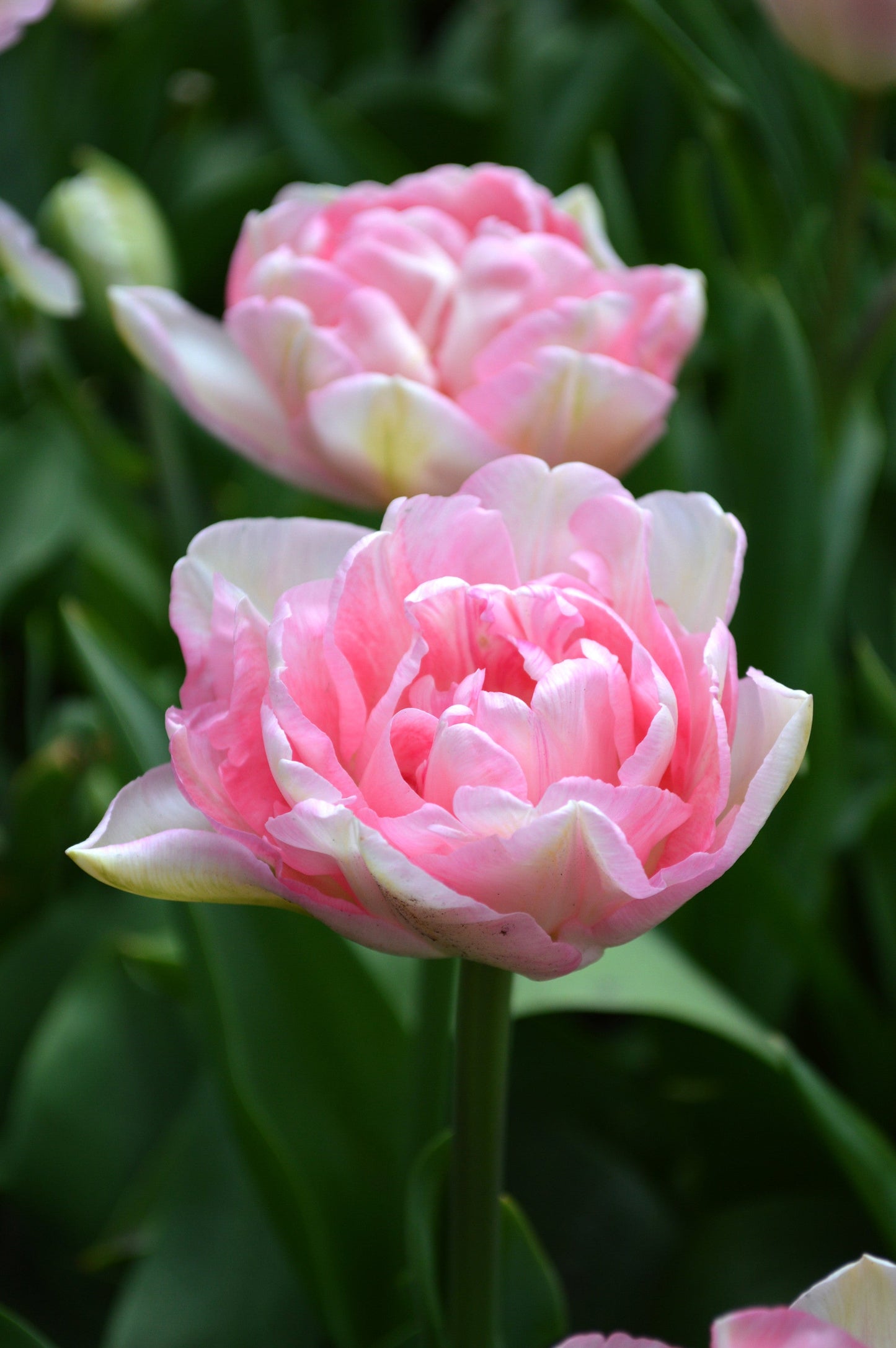 Tulip Bulbs Angelique Blooms Species Growing Bonsai Roots Rhizomes Corms Tubers Potted Planting Reblooming Fragrant Garden Flower Seeds Plant