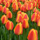 Tulip Bulbs Apeldoorn's Elite Blooms Species Growing Bonsai Roots Rhizomes Corms Tubers Potted Planting Reblooming Fragrant Garden Flower Seeds Plant